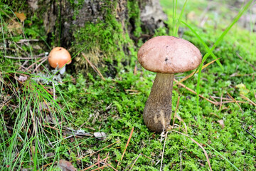 Birch mushroom at the autumn forest. Closeup view