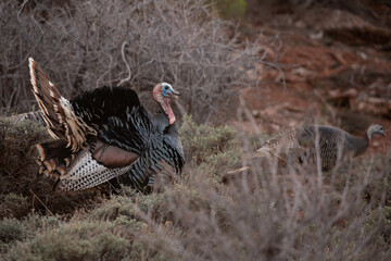 A wild turkey tom struts and spreads his tail to impress the females nearby during the breeding...