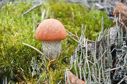 Orange cap mushroom in the forest