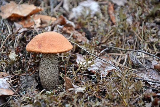 Orange cap mushroom in the forest