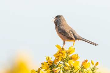 Dartford warbler singing from the top of a gorse bush in Spring. Dunwich Heath, Suffolk, UK.