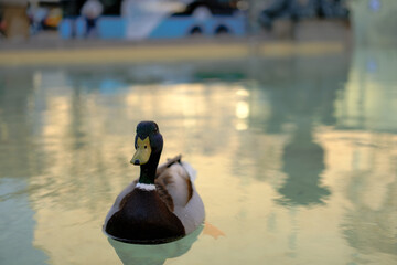 Retrato de un pato nadando en la fuente