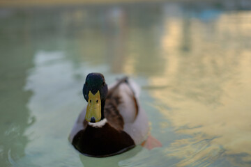 Retrato de un pato en el centro de la ciudad