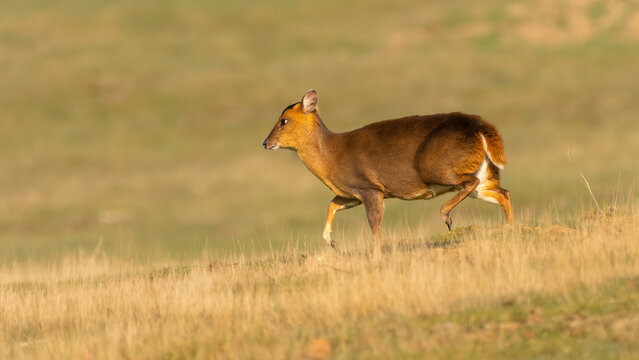 Female muntjac deer (Muntiacus reevesi) walking across a field, Suffolk, UK.