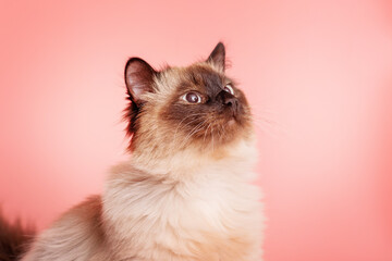 Beautiful Siberian fluffy cat on a pink background. The young cat is purebred.