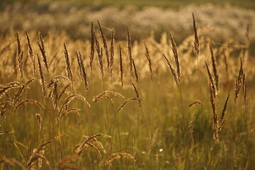golden wheat field at sunrise