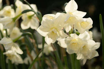 Beautiful, all-white daffodils in the sun. Delicate spring card. Background, texture