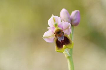 Close up view of sawfly orchid (Ophrys tenthredinifera), with out of focus background