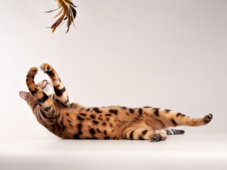 spotted bengal cat on a beige background. funny pet playing with toy 