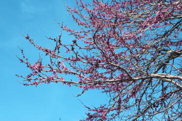 Redbud tree in bloom during spring with shallow depth of field.
