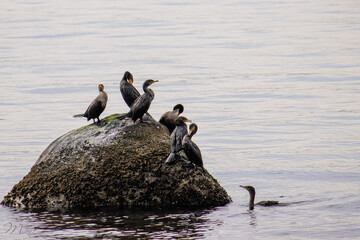 Sunsoaking Birds