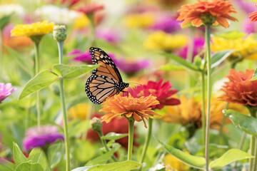 Monarch Butterfly and Colorful Flowers