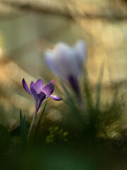 Krokusy w popołudniowym słońcu © Dagmara Zgódka