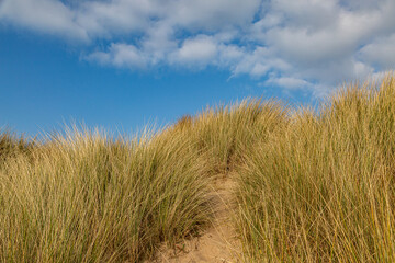 Fototapeta premium Marram grass covered sand dunes on a sunny morning, at Formby in Merseyside