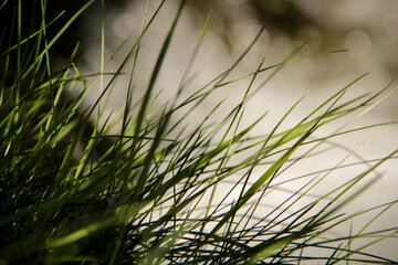 Blades of grass in front of a creek