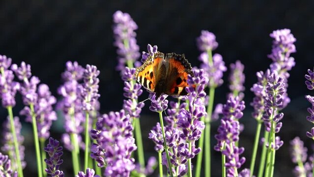 Beautiful Butterfly on Lavender flower. Macro Slow motion video. Blooming Violet fragrant flowers on summer field. 4K close up