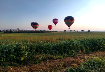 Hot air balloons flying in a clear sky over a plantation