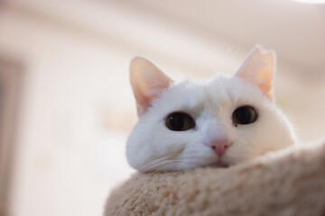 呆けている白猫（a cute white rescued cat）