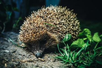 hedgehog in natural habitat in evening time
