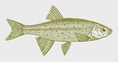 Redside shiner richardsonius balteatus, North American freshwater fish in side view