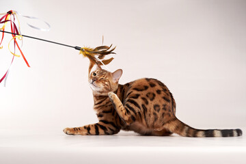 spotted bengal cat on a beige background. funny pet playing with toy 