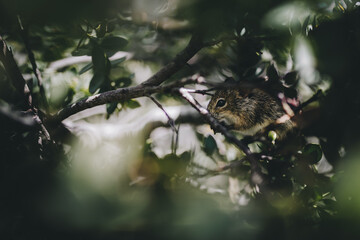 Small mouse hiding in an a branch in bushes
