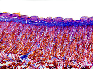cat tongue cross section under the microscope showing foliate papillae, taste buds, submucosa and...