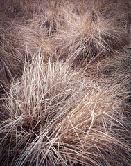 Dry grass hay background, vertical, with slight
vignette and rural, agricultural, slightly sepia look
Selective focus on left foreground.