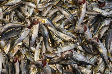 sardine fish at the fisherman's stall, istanbul, turkey