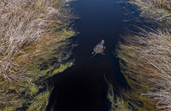 Drone capture of a snapping turtle 
-Massachusetts 