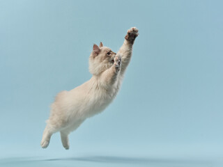 Siberian kitten on a blue background. Cat studio photo for advertising. Happy pet plays