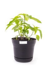 A Fish Hot Pepper Plant in a Black Plastic Pot Isolated on White