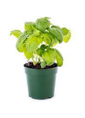 A Italian Basil Plant in a Small Green Plastic Pot Isolated on White