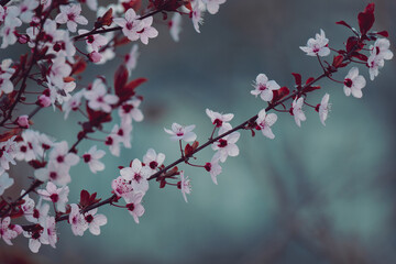 Natural spring background cherry tree branches blooming. 