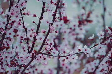 Natural spring background cherry tree branches blooming. 