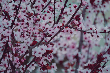 Natural spring background cherry tree branches blooming. 