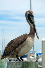 Pelican