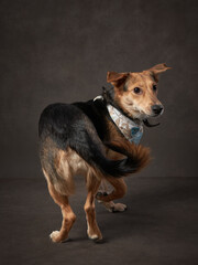 portrait of a beautiful dog on a brown canvas. Mix of breeds. Pet in the studio, artistic photo on the background