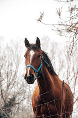 caballo , horse , marrón ,animal, paisaje, 