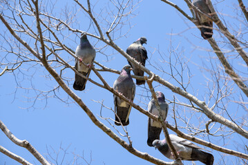 Flock of pigeons on the tree