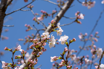 Cherry blossoms and blue sky, Sakura