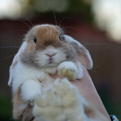 adorable cute dwarf bunny rabbit in the hand of a person, Symbol of new year 2023, Easter symbol...