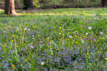 spring in the field full of blooming flowers, green background, Slovak nature, Slovakia