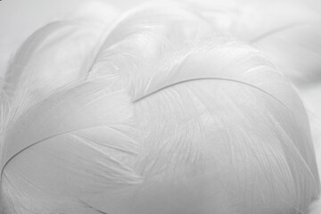 Obraz premium White fluffy bird feathers and a drop of water. Beautiful fog. The texture of delicate feathers. soft focus