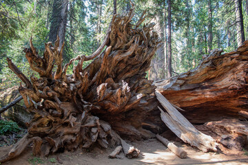 Calaveras Big Tree