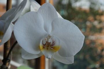 orchid flower, yellow with white petal