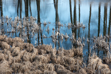 Obraz premium Dry reed plants in the water with tree reflections.
