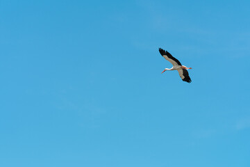 White stork flying in the blue sky
