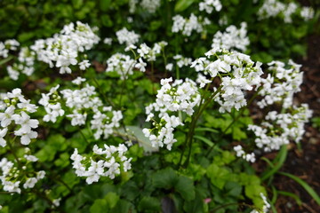 Bulbous bitter-cress is found in swamps, stream shores and ditches. The leaves are edible, lending a sharp, peppery flavor to salads.
