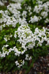 Cardamine bulbosa (Bulbous Bittercress) is a species of perennial herb in the family Brassicaceae.